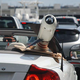 Image for article titled Is That A Missile In Your Volvo Or....